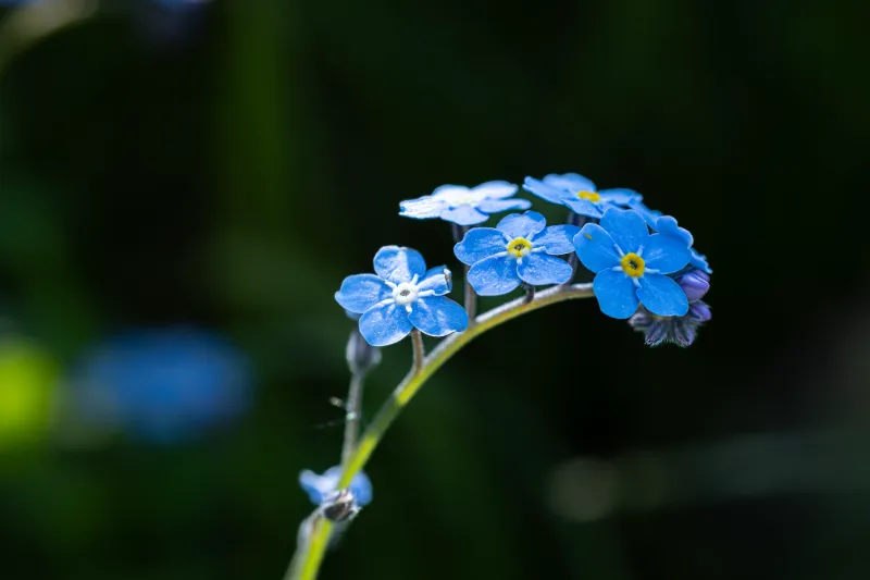 Blaue Vergissmeinnicht Blüten